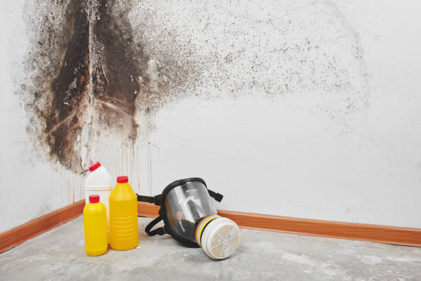 Professional Mold Removal in Plainfield, IN