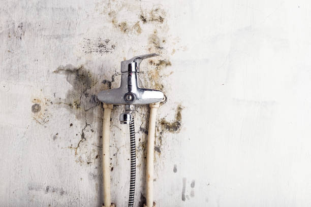 Best Certified Mold Removal  in Plafield, IN
