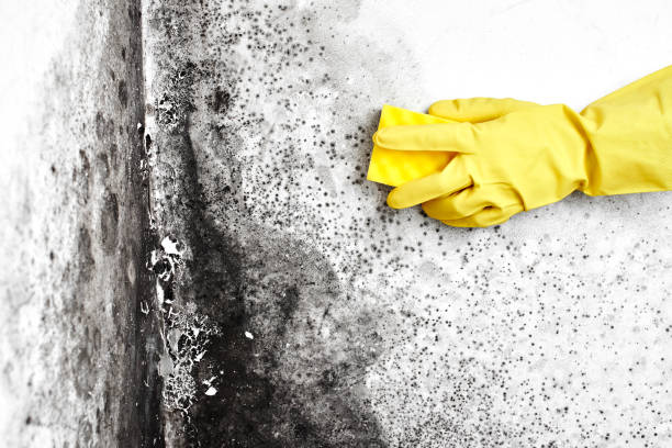 Best Crawl Space Mold Removal  in Plafield, IN