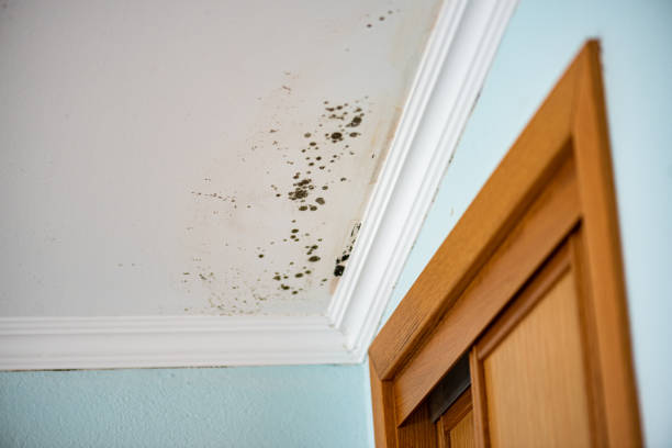 Best Mold Removal Specialists  in Plafield, IN