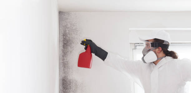Best Home Mold Removal  in Plafield, IN